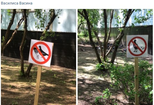 В одном из дворов в Алтуфьеве ввели санкции против голубей
